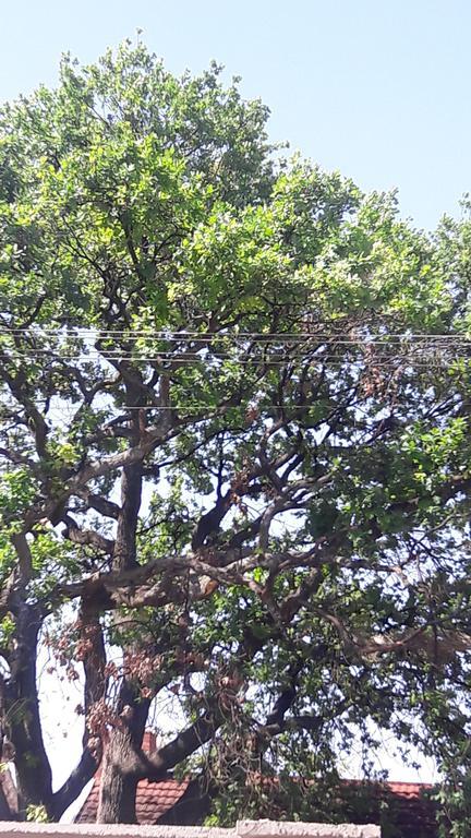 Valley Guest House Pretoria Ngoại thất bức ảnh